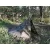 Μουσαμάς Tarpulin Παραλλαγής 300x190cm Mil-Tec Woodland , 5 imageΜουσαμάς Tarpulin Παραλλαγής 300x190cm Mil-Tec Woodland, 5 image